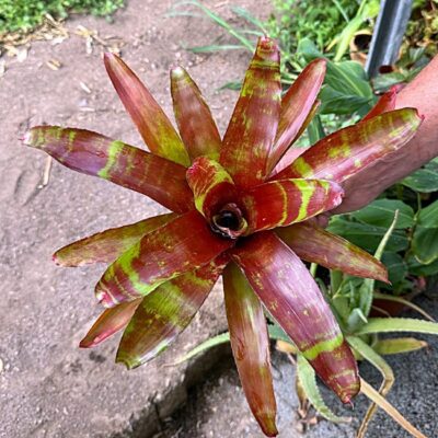 Neoregelia Lamberts Pride