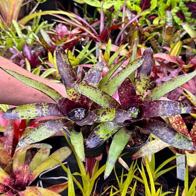 Neoregelia Java Plum