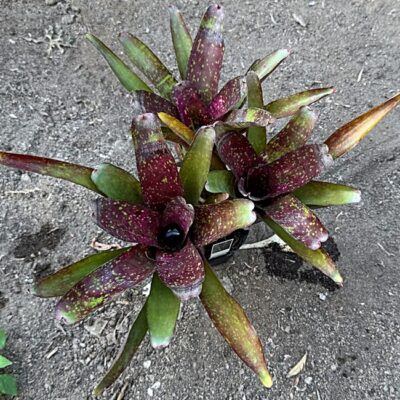Neoregelia "Darkest Hour" x "Marble Throat"