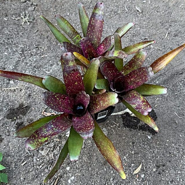 Neoregelia "Darkest Hour" x "Marble Throat"