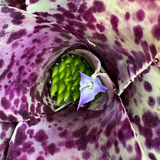 Neoregelia Paula