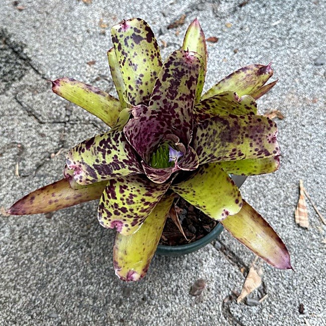 Neoregelia Paula