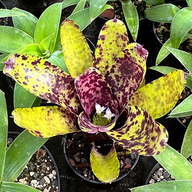 Neoregelia Caviar