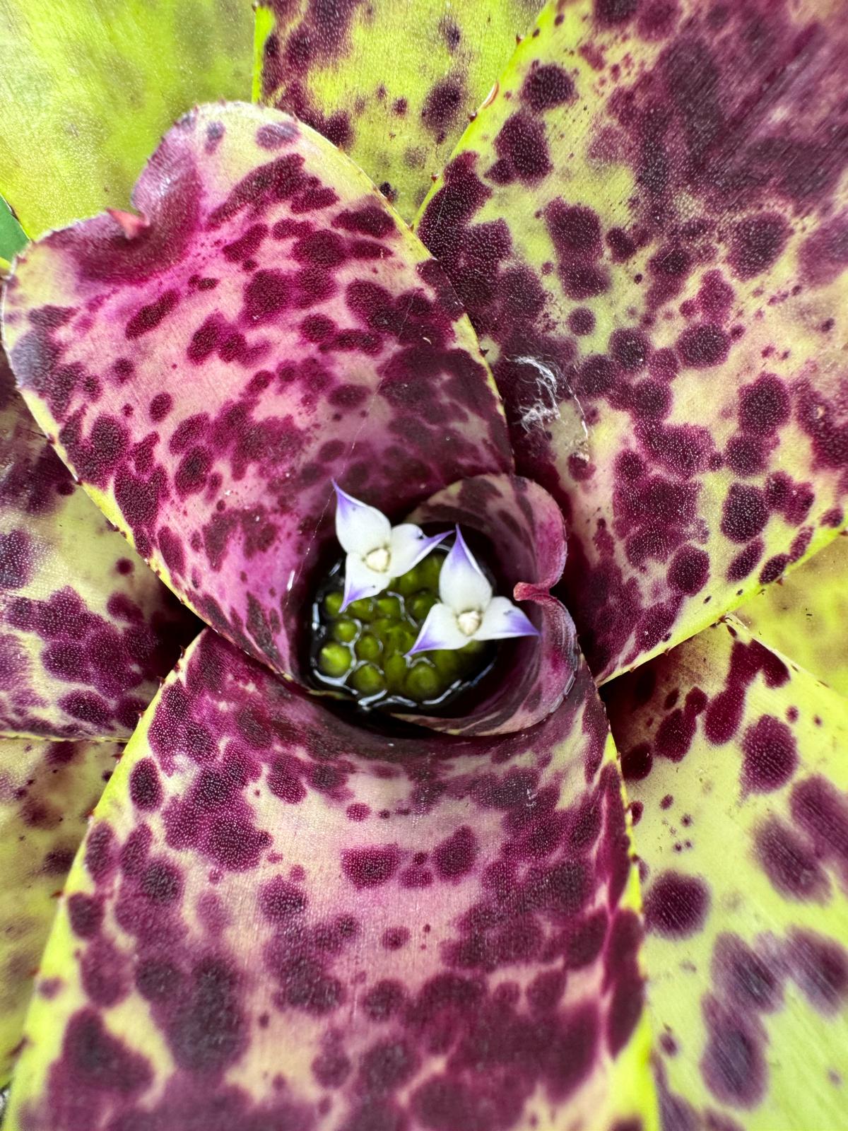 Neoregelia Caviar