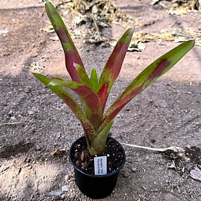 Neoregelia Aura