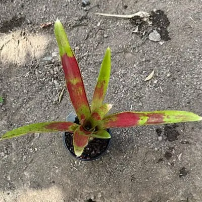 Neoregelia Aura
