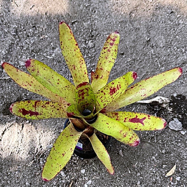Neoregelia Flicker – Bild 2