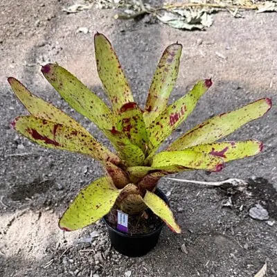 Neoregelia Flicker