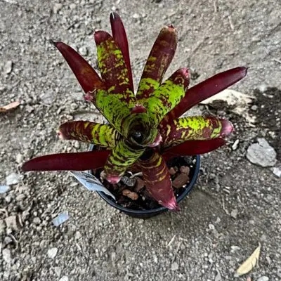 Neoregelia Whim