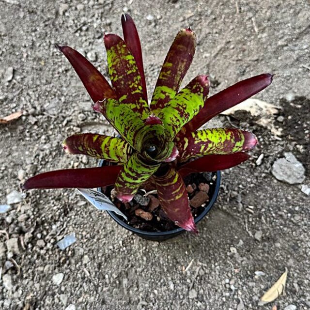 Neoregelia Whim