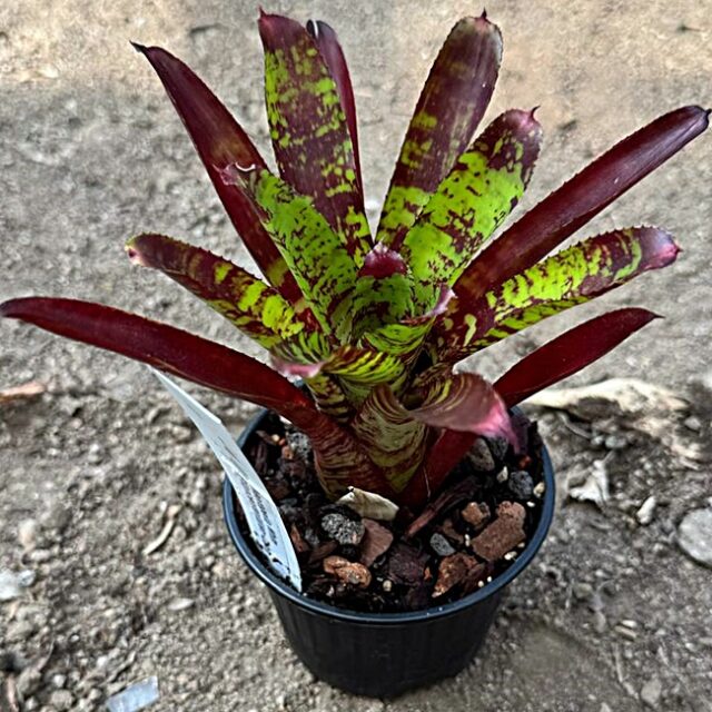 Neoregelia Whim