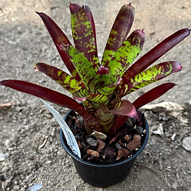 Neoregelia Whim