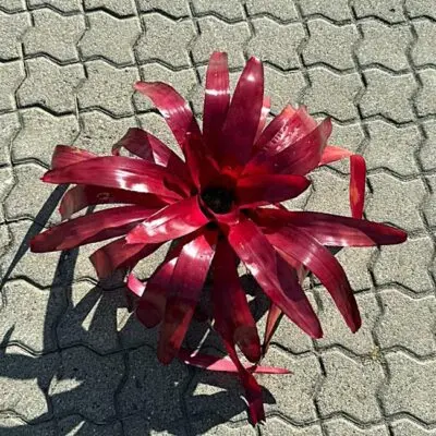 Neoregelia Sunrise