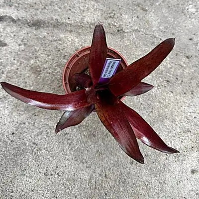 Neoregelia Hybrid Lio