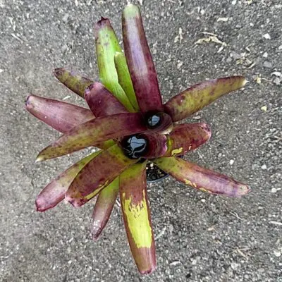 Neoregelia Pesadilla