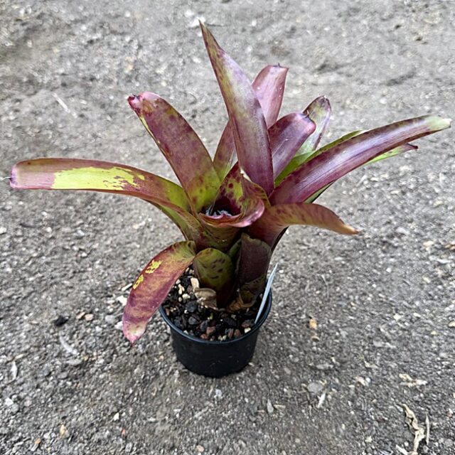 Neoregelia Pesadilla