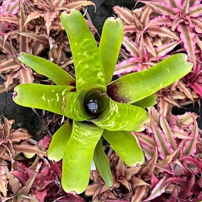 neoregelia chlorostica marble throat
