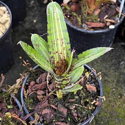 Neoregelia Gremlin