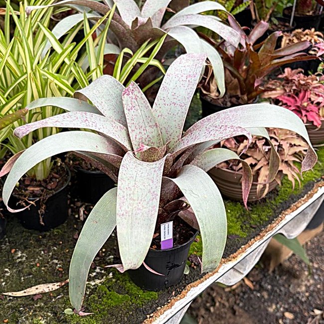Neoregelia Saundersii