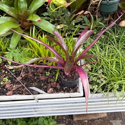 Neoregelia Midas