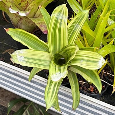 Aechmea comata makoyana var