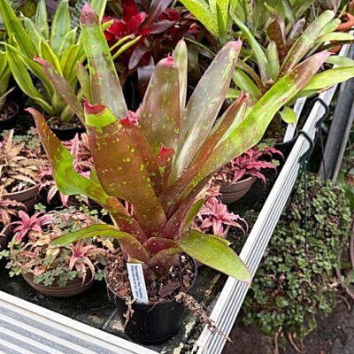 Neoregelia Red Goodies