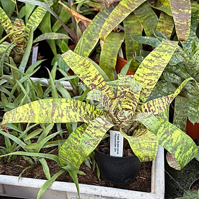 Vriesea Goudaea ospinae