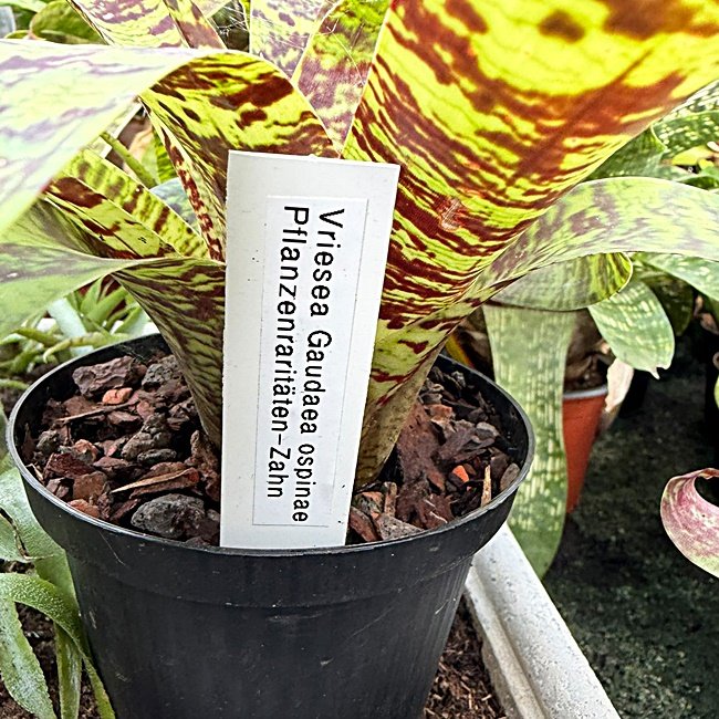 Vriesea Goudaea ospinae