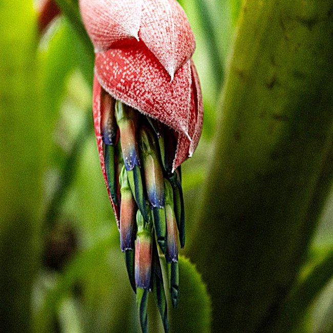 Billbergia Nutans