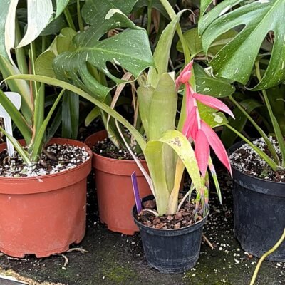 billbergia Nutans