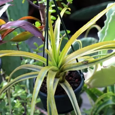 Aechmea recurvata variegat