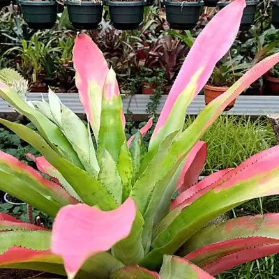Aechmea Pectinata - Bromelio Pflanzenraritten