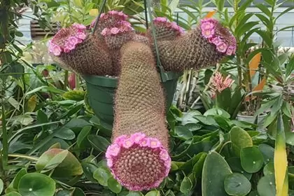 Bromelio Blühender Kaktus