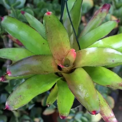 Neoregelia copper penny