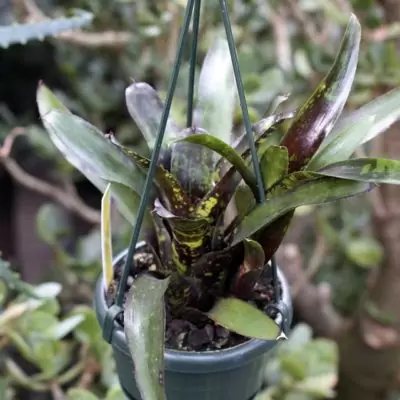 Neoregelia dungsiana x midnight