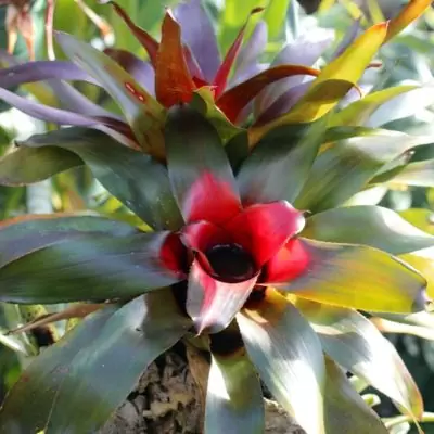 Neoregelia fire red