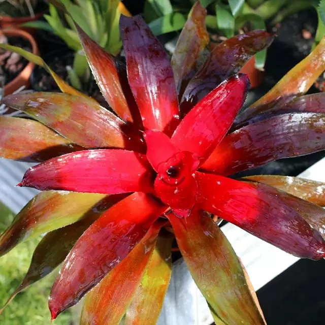 Neoregelia fire red
