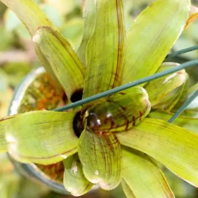 Neoregelia life candy