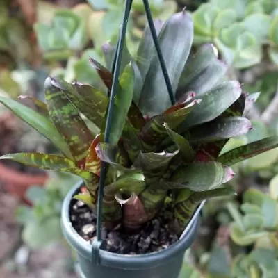 Neoregelia okapi